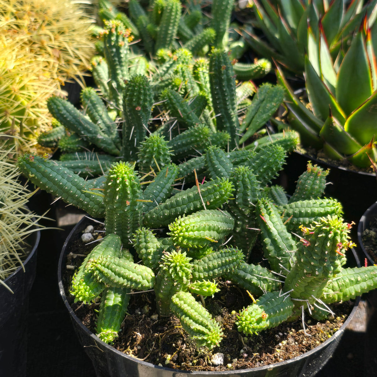Euphorbia fimbriata in 6 inch pot cactus