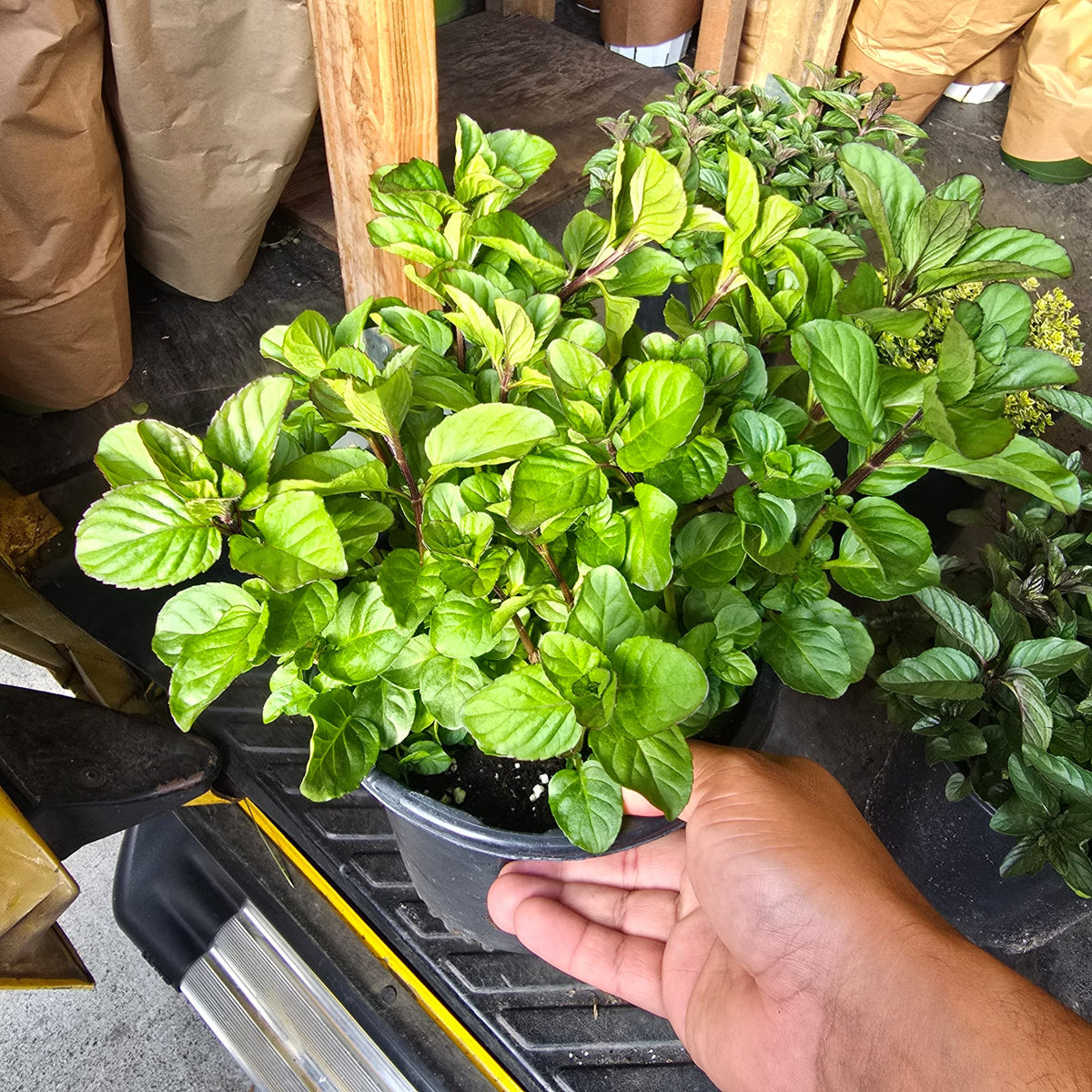 Peppermint of Orange 1 gallon pot