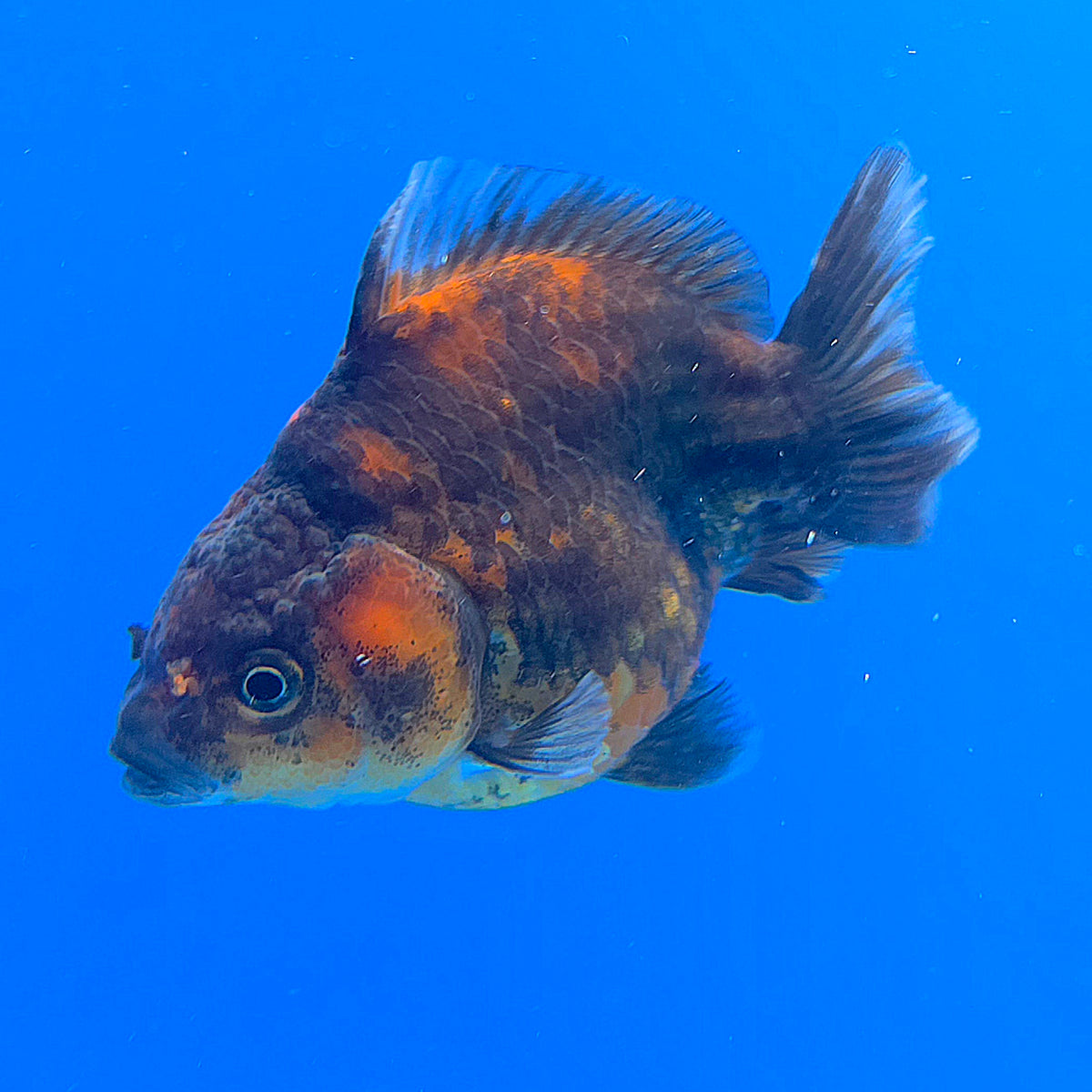Thai Oranda Calico Sakura Shogun Farm 3" Body Female (FEB-828)R3B19