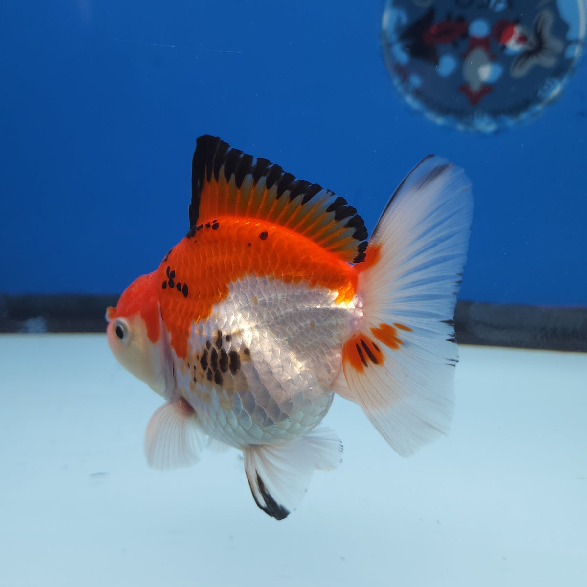 Thai Oranda Tri-Color 3” Female (FEB-258)R3A04