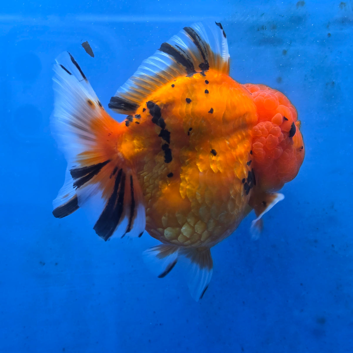 Thai Oranda Red Tiger Sakura Godzilla 5 inch Orchid Tail Body Female (G-FEB-107)BlueTubB