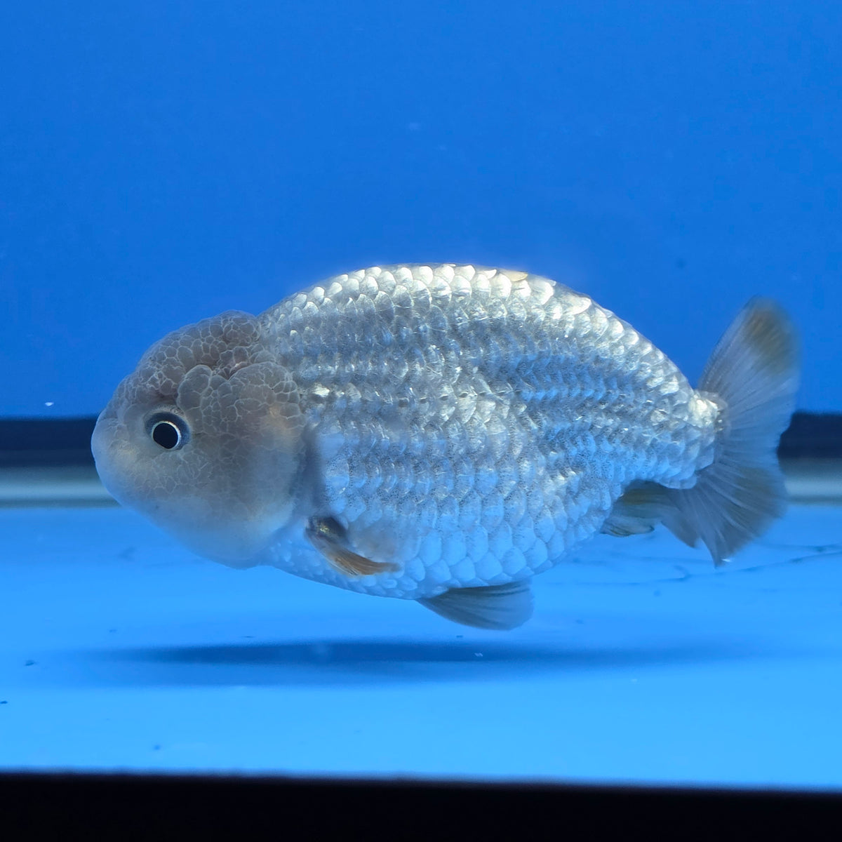 Thai Ranchu 2.50" Body Female (FEB-816)R2B05
