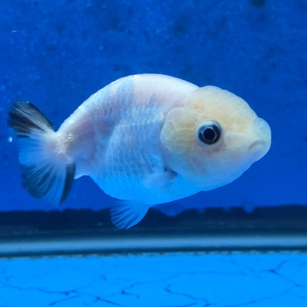Thai Ranchu White Tiger 2.50" Body Female (FEB-868)R2B02