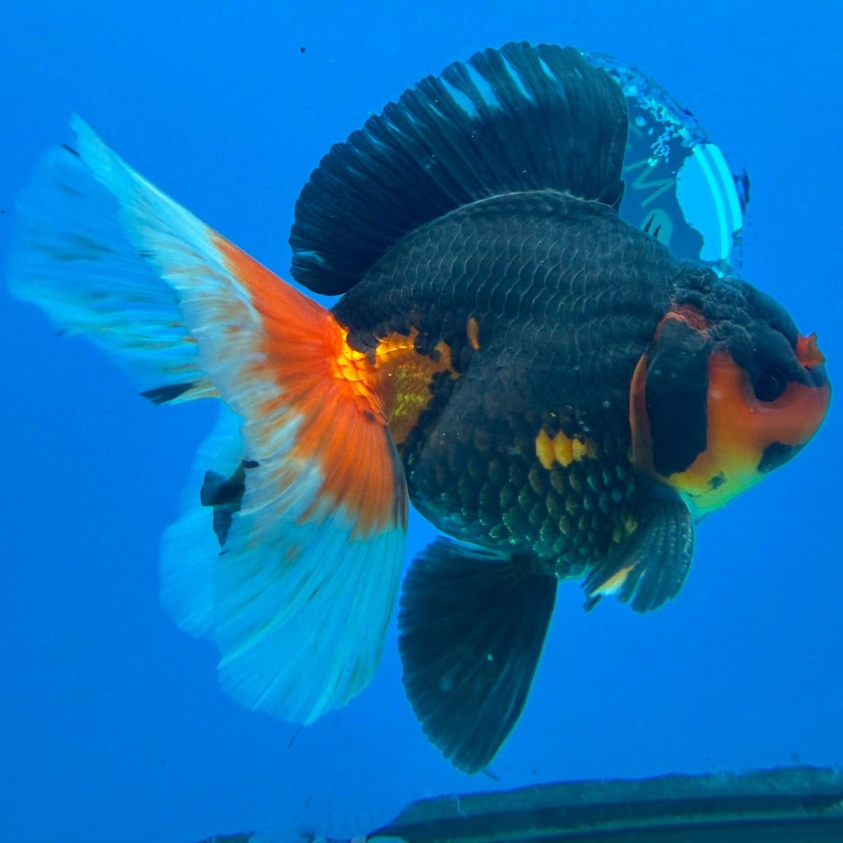 Thai Oranda Apache Butterfly Tail 3.5" Male(FEB-429)R2A02