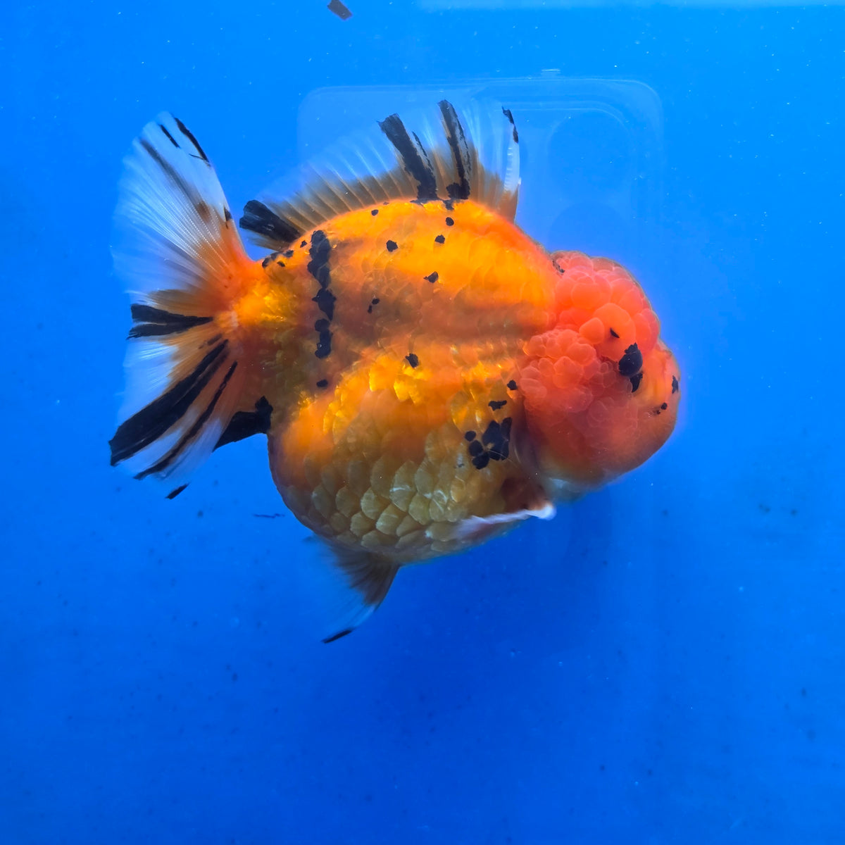 Thai Oranda Red Tiger Sakura Godzilla 5 inch Orchid Tail Body Female (G-FEB-107)BlueTubB