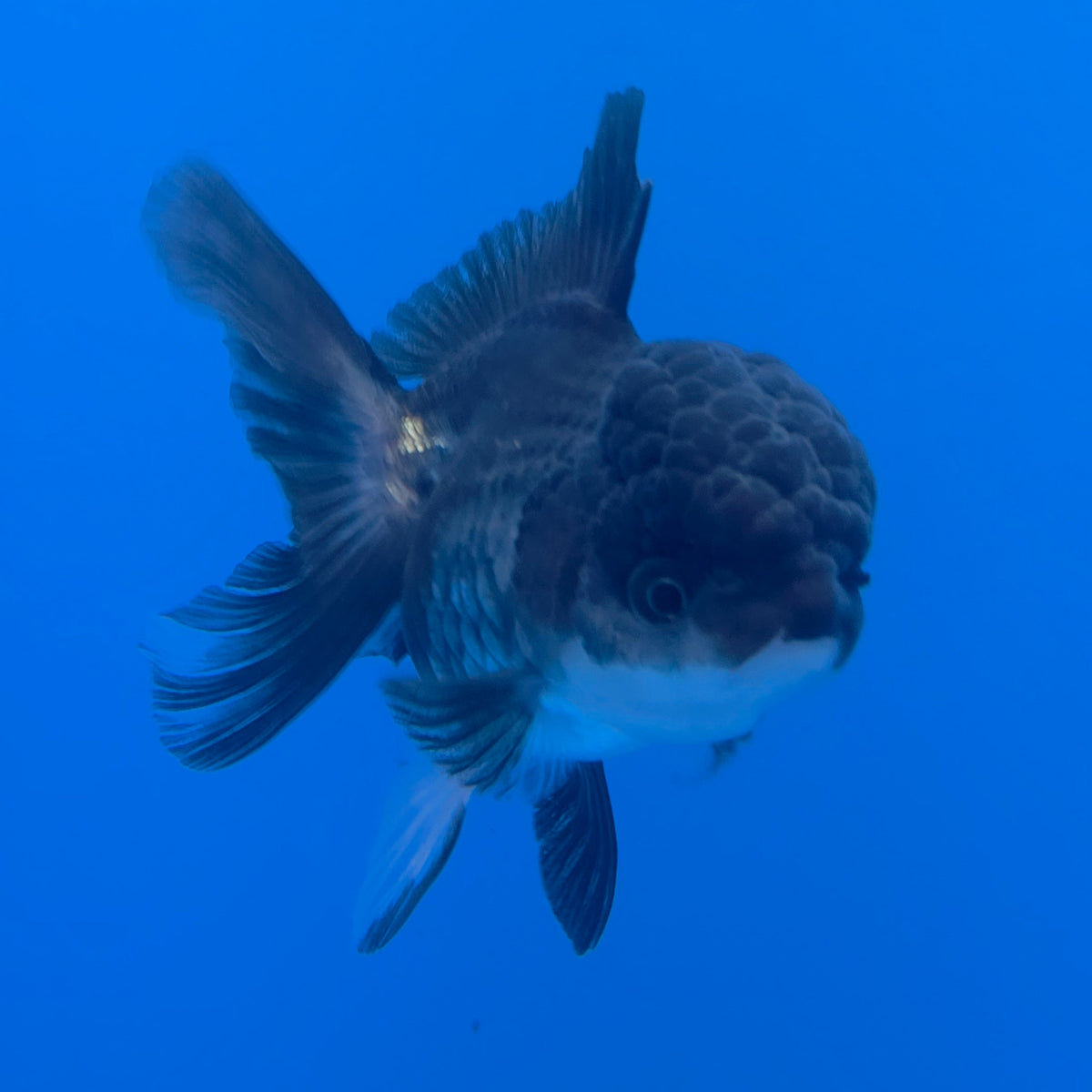 Thai Oranda Panda 3.5" Body Female (FEB-768)R2B07