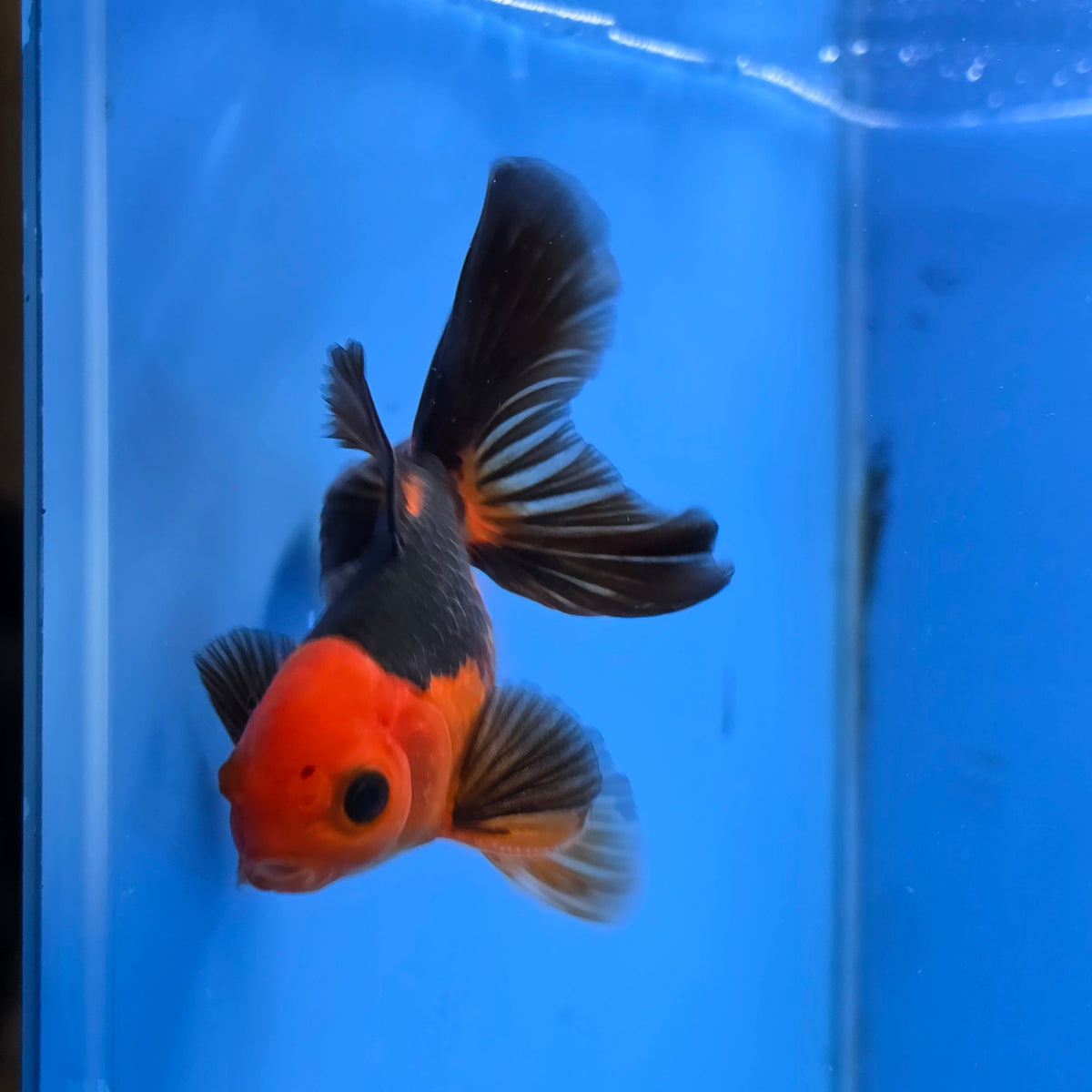 Thai Oranda Apache 2.50" Body male (FEB-748)R2B01