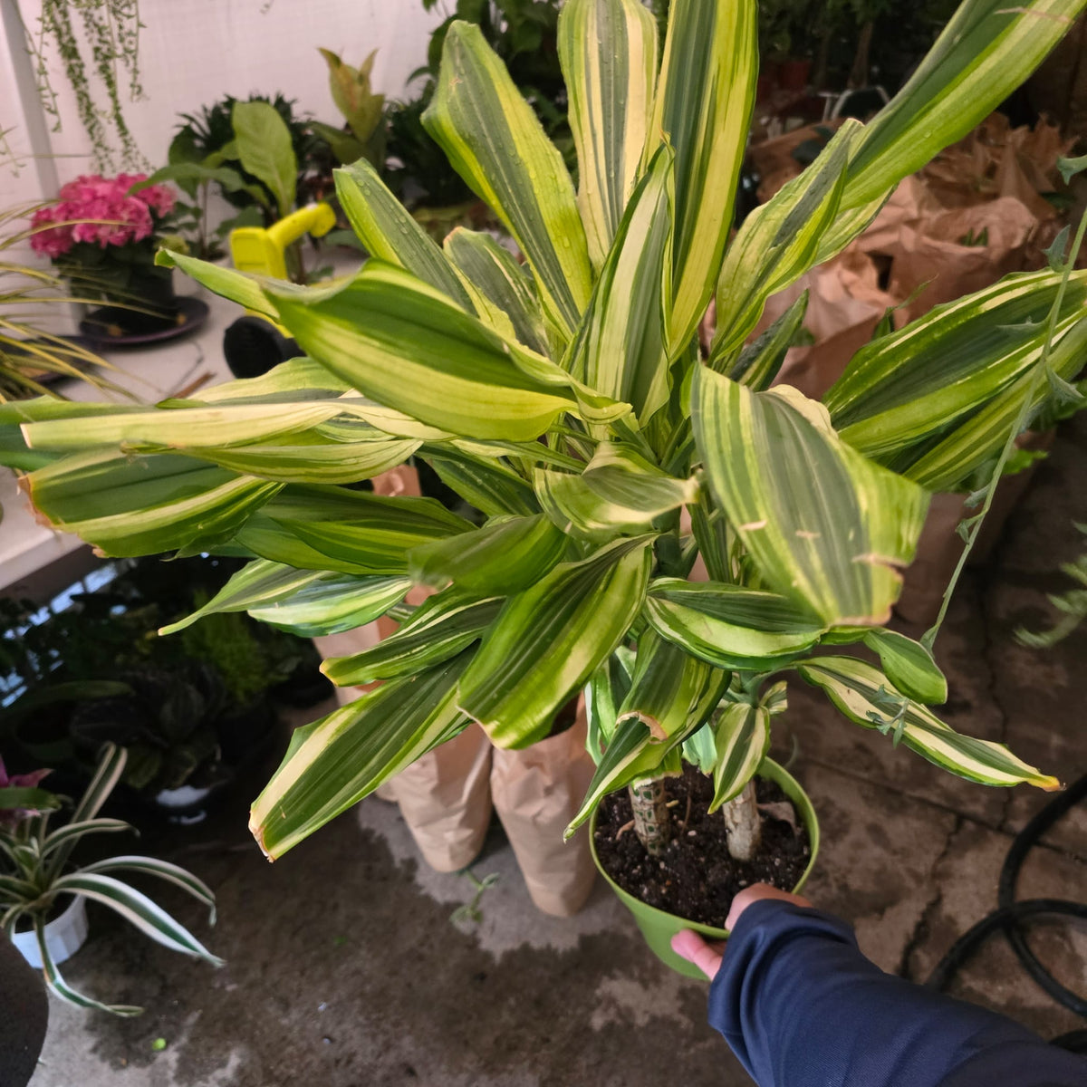 Dracaena 'Sol' staggered in 6 inch pot