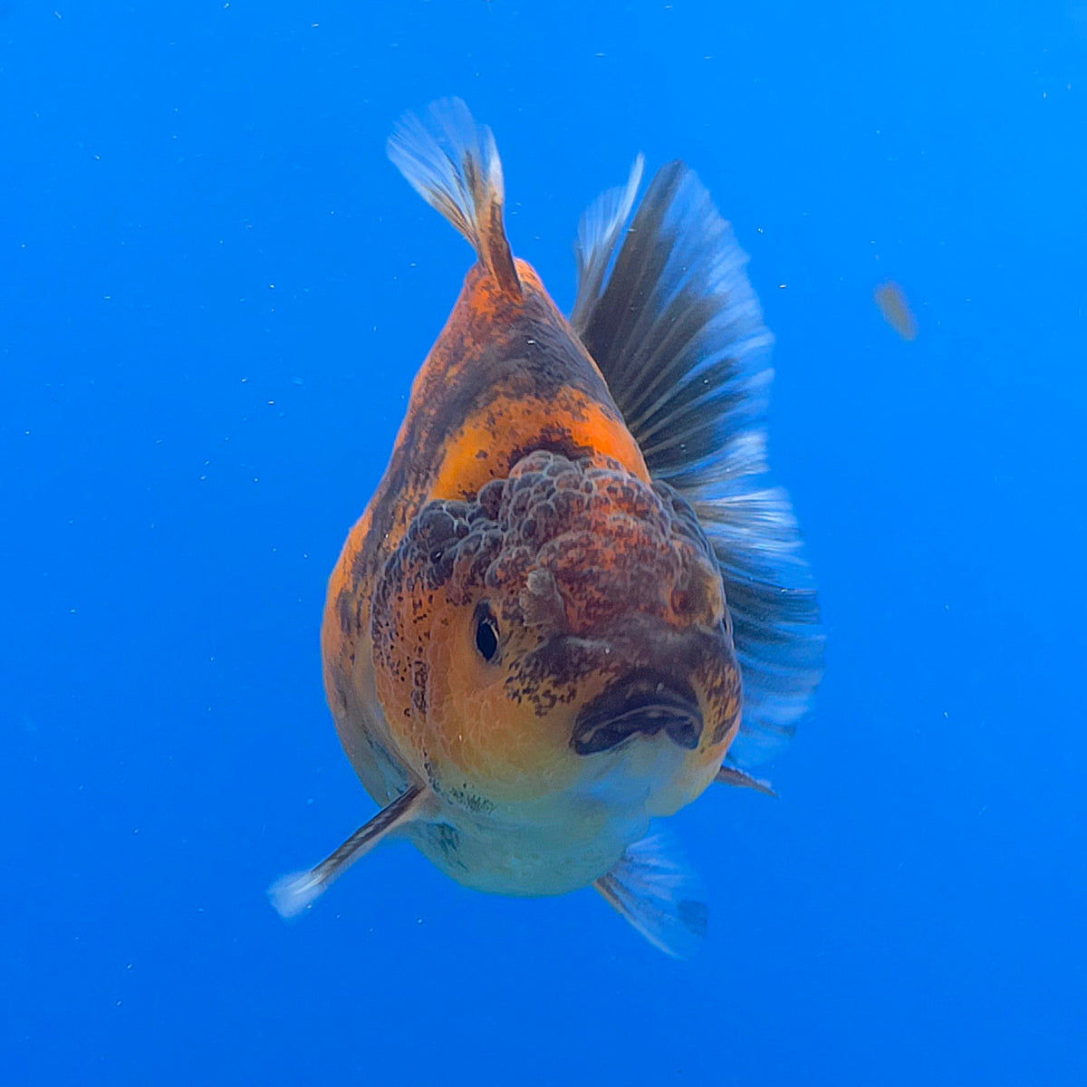 Thai Oranda Calico Sakura Shogun Farm 3" Body Male (FEB-826)R3B19