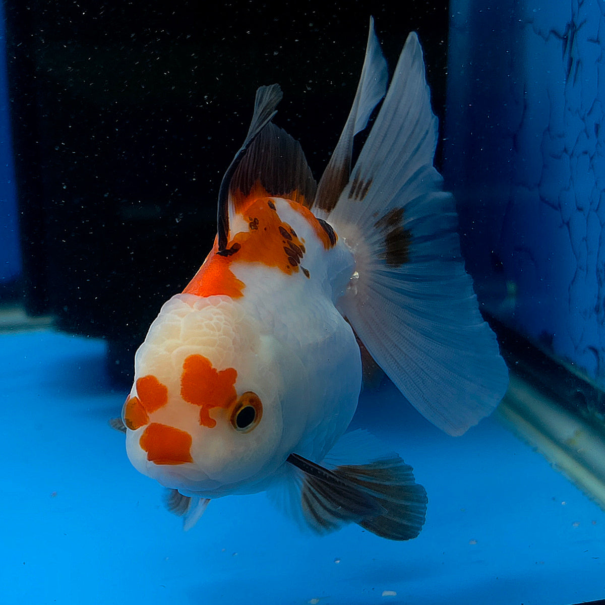 Thai Oranda Lemonhead Tri-Color 3.00" Body Male (FEB-798)R1B03