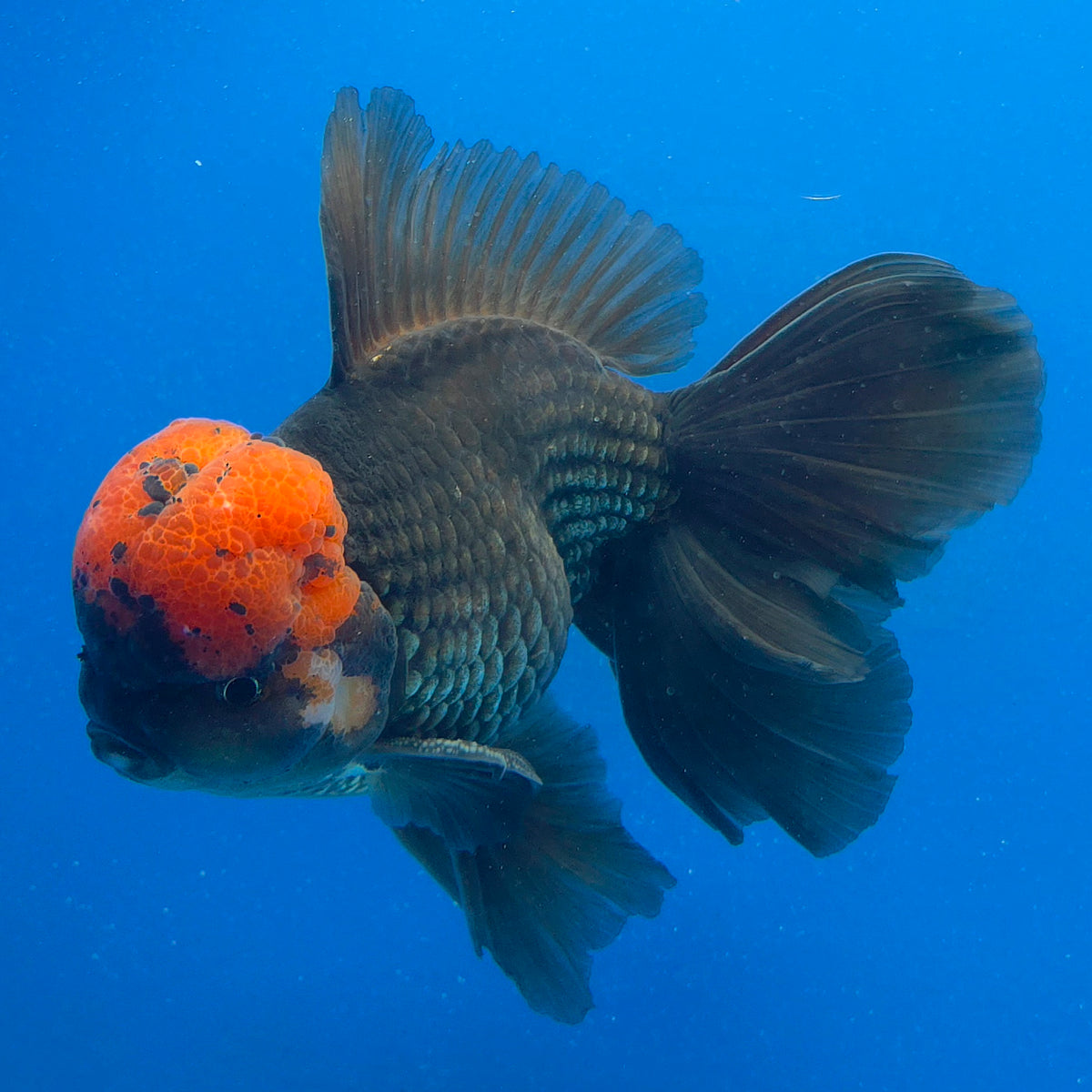 Thai Oranda Jumbo AAA Grade Apache 4.50 inch Body Male(FEB-848)R2A15