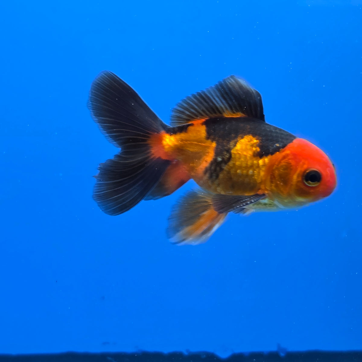 Thai Oranda Apache 2.50" Body male (FEB-748)R2B01