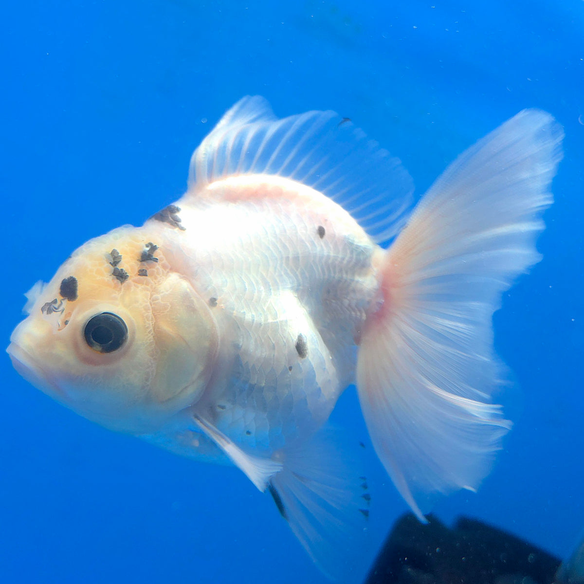 Thai Oranda Lemomhead Panda 3.00 inch Body Female(FEB-844)R2B01