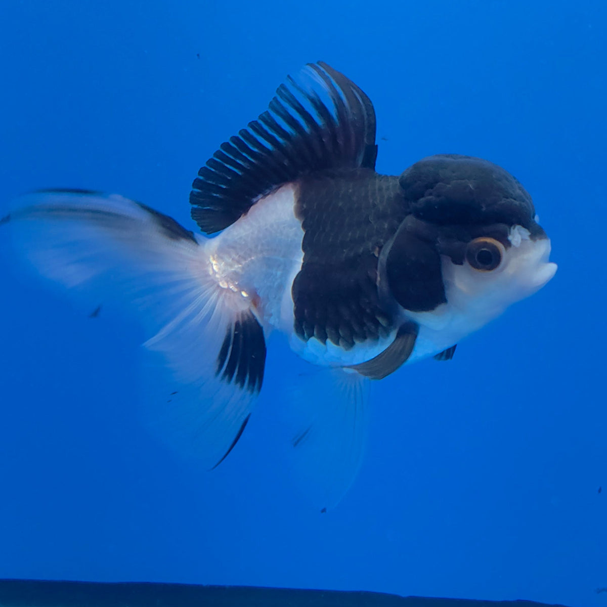 Thai Oranda Panda 3.00" Body Female (FEB-755)R2B07
