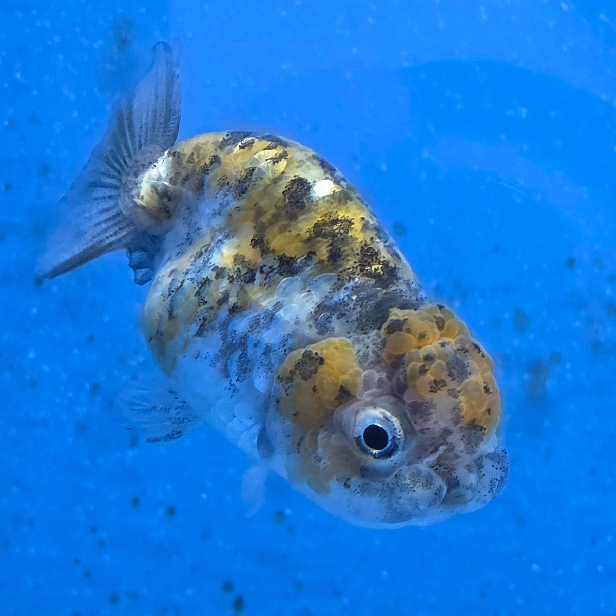 Thai Ranchu Calico Tiger 2.50" Body (FEB-881)R2B06