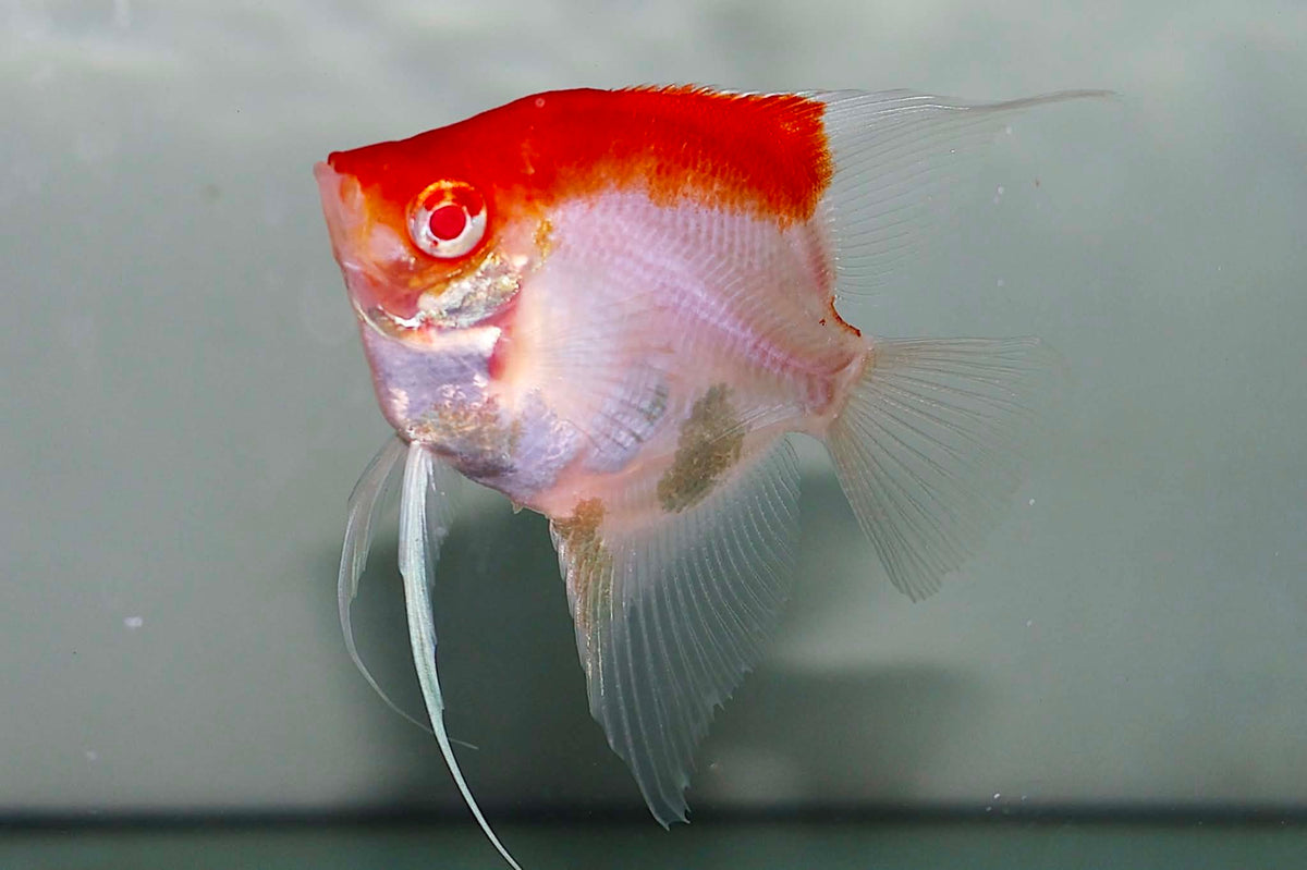 Live Freshwater Aquarium Albino Red Cap Angelfish 1.50-2.00" Body