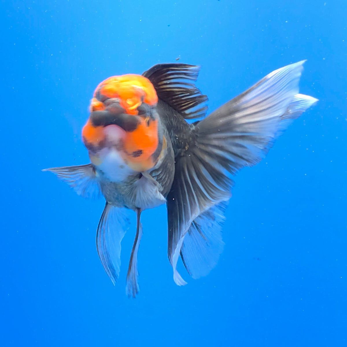 Thai Oranda Red Cap Panda 3.00" Body Female(FEB-760)R2B07
