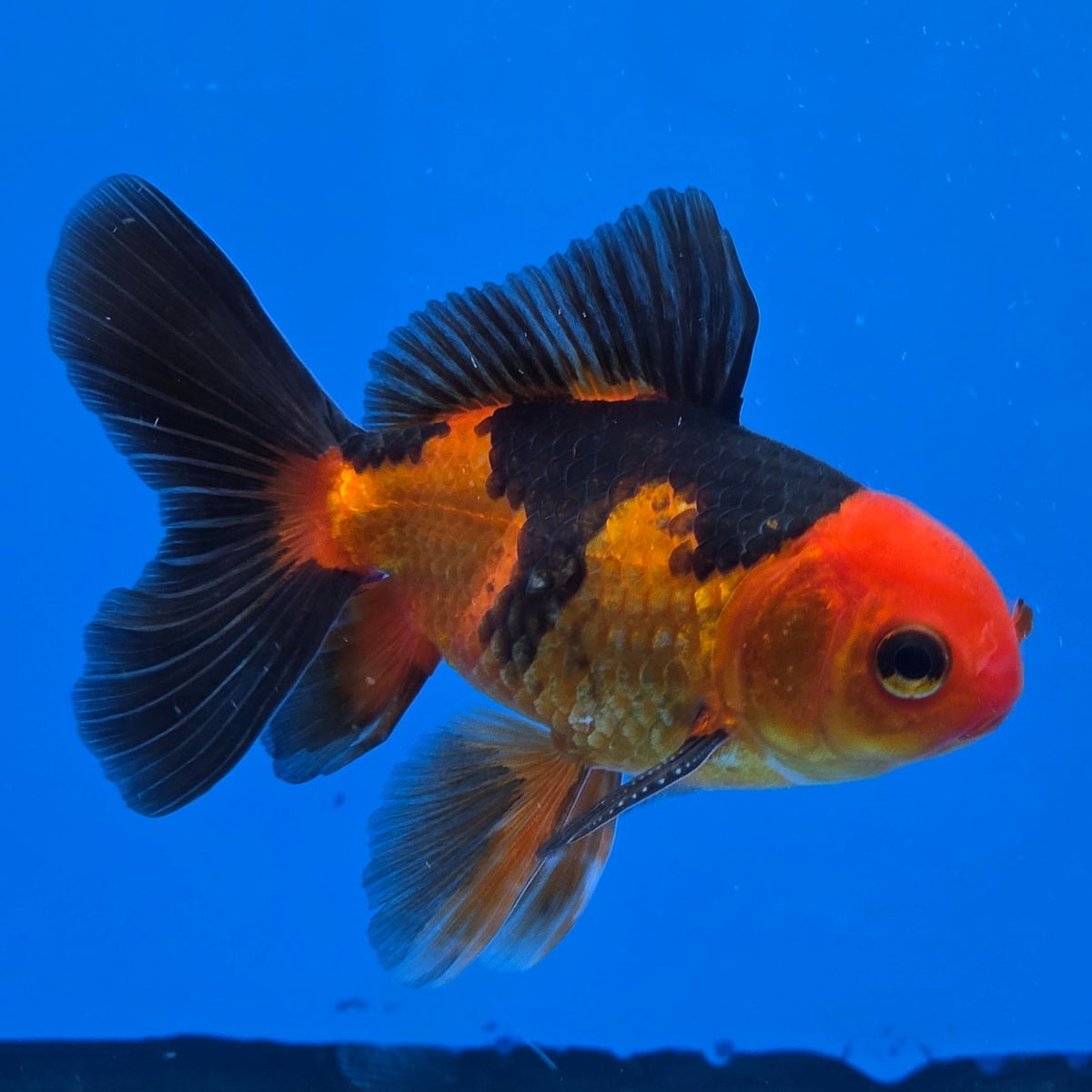 Thai Oranda Apache 2.50" Body male (FEB-748)R2B01