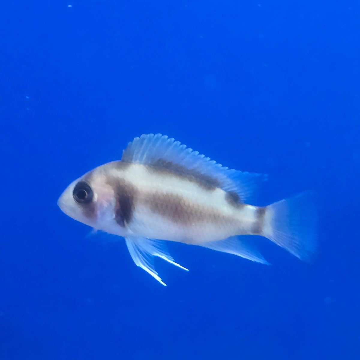 Black Widow Frontosa Cichlid 1.00-2.00 inch