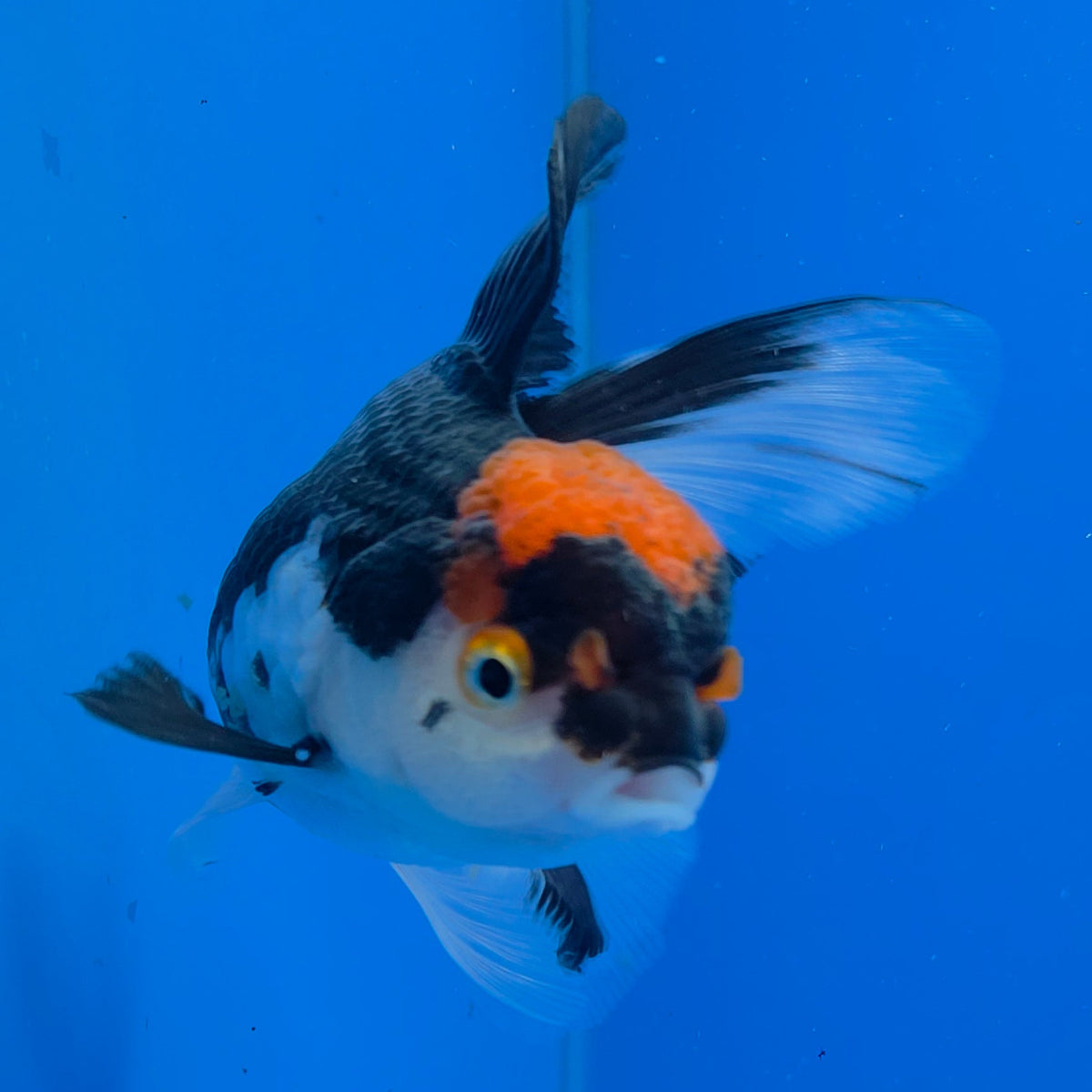 Thai Oranda Panda 3.00" Body Female (FEB-769)R2B07