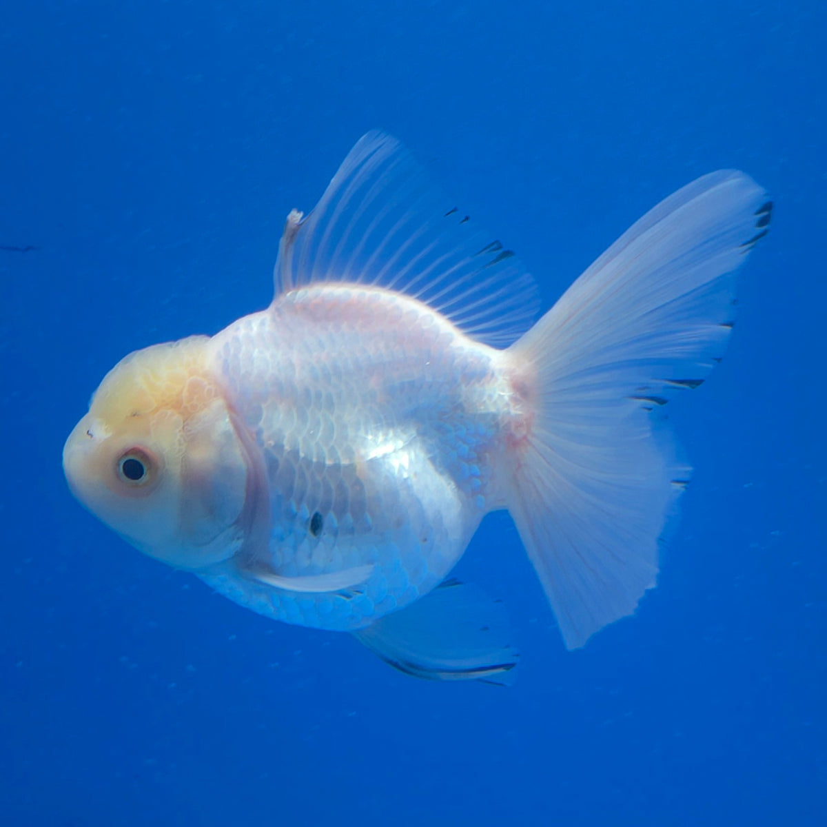Thai Oranda Lemomhead White 3.00" Body Female (FEB-792)R1B03