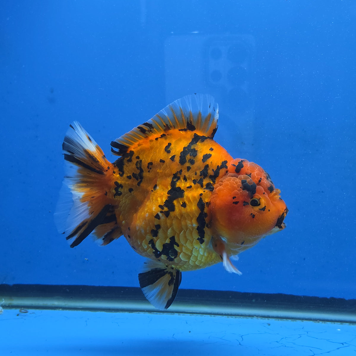 Thai Oranda Red Tiger Sakura Godzilla 5.5 inch Orchid Tail Body Female (G-FEB-105)BlueTubB