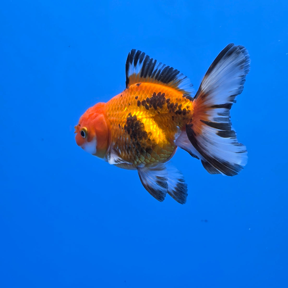 Thai Oranda Apache 2.50" Body male (FEB-749)R2B01