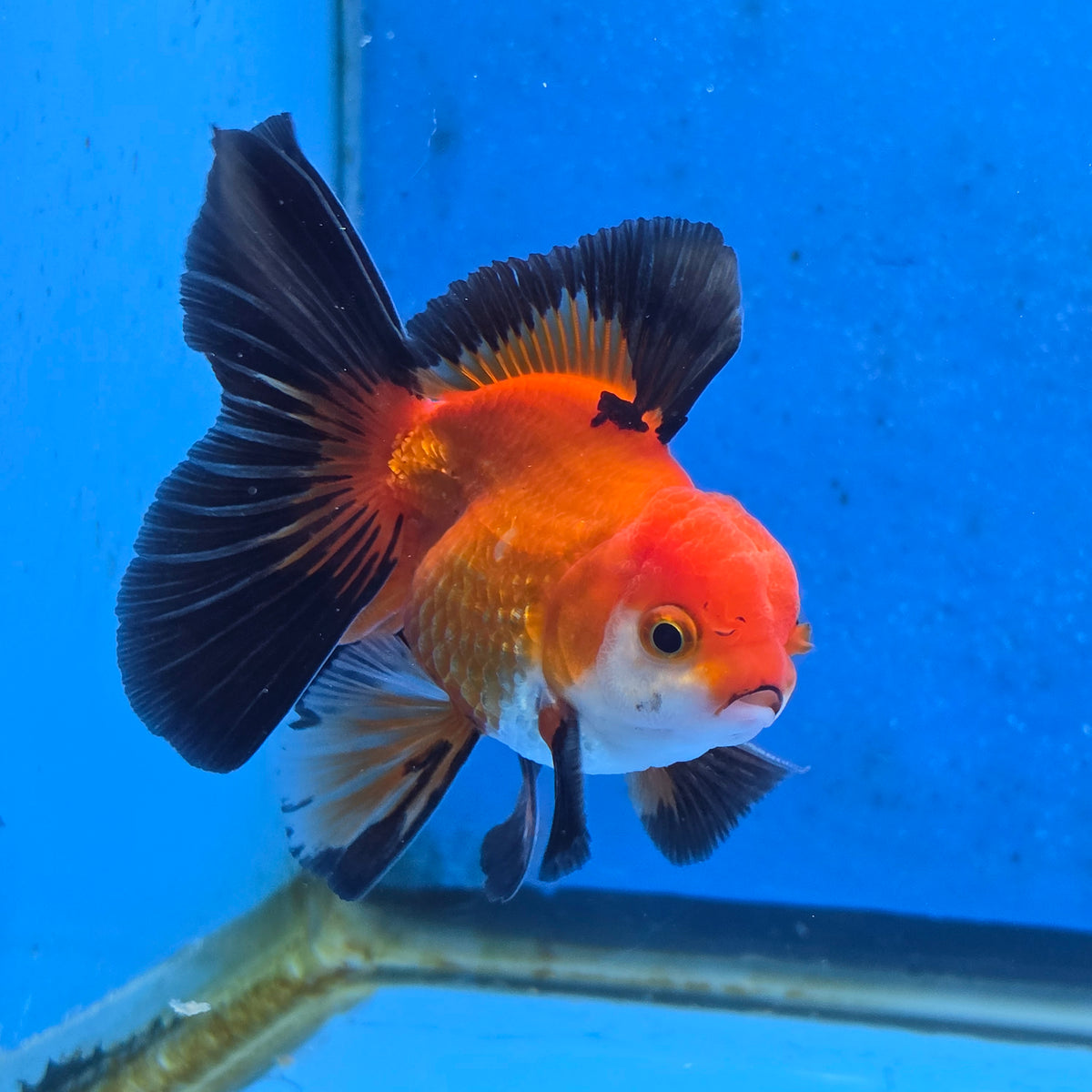 Thai Oranda Apache 3 inch Body Male (FEB-871)R2B02