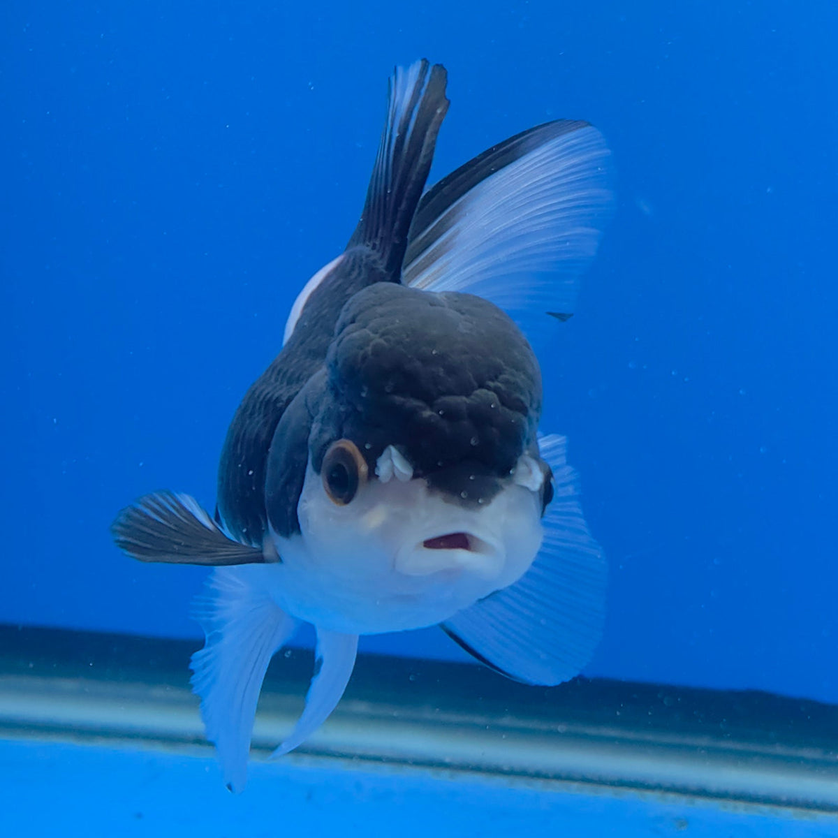 Thai Oranda Panda 3.00" Body Female (FEB-755)R2B07