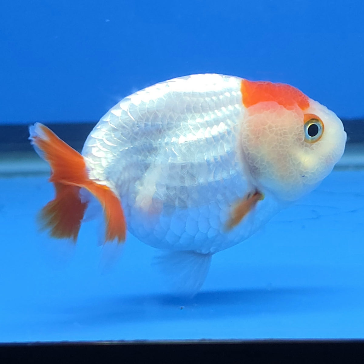 Thai Ranchu Red and White 2.50" Body Female (FEB-814)R2B05