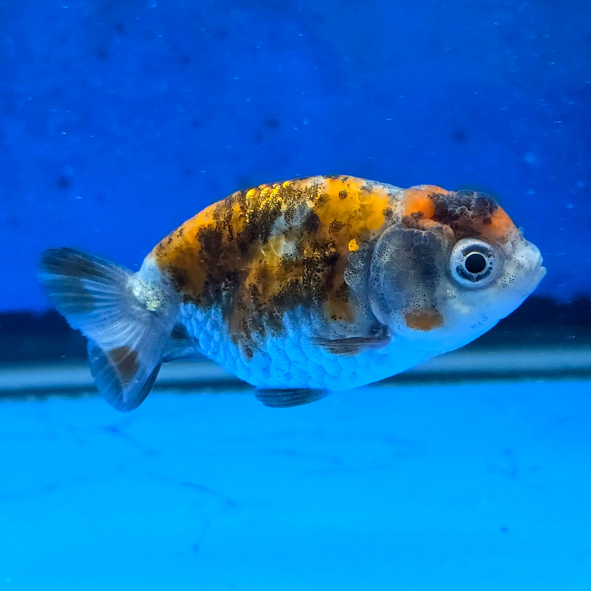 Thai Ranchu Calico 2.00" Body Female (FEB-873)R2B06