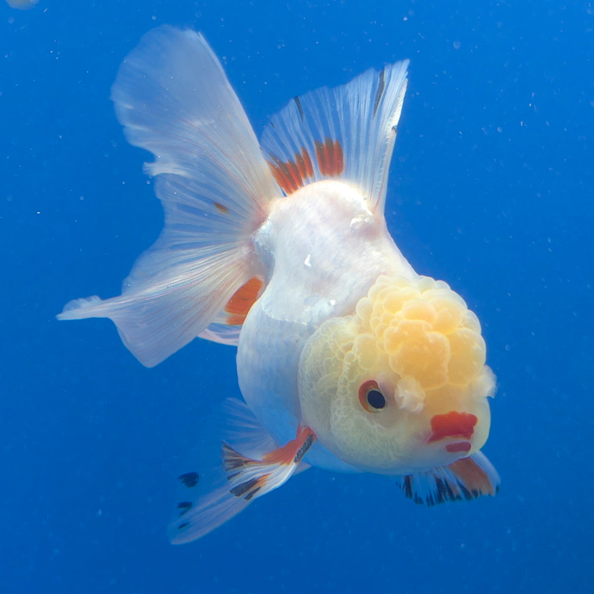 Thai Oranda Lemomhead Red & White 3.00" Body Male (FEB-793)R1B03