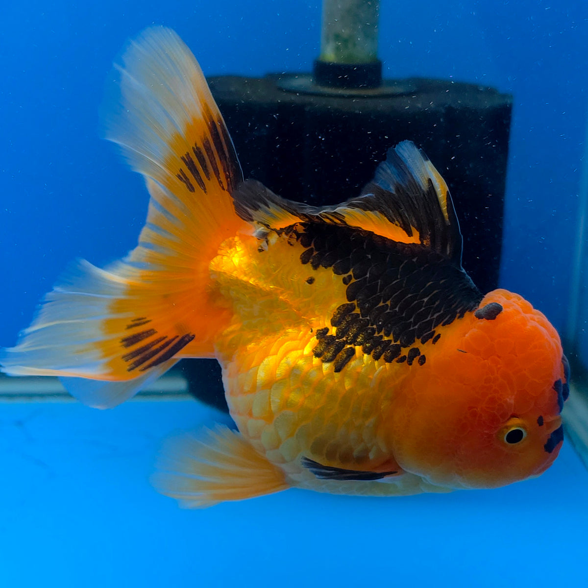 Thai Oranda Red Apache 3.80" Body Female (FEB-802)R1B04