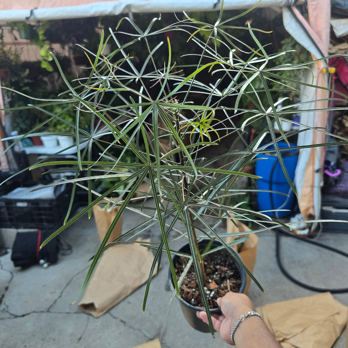 Brachychiton australis in 1 gallon pot 25"-30" tall