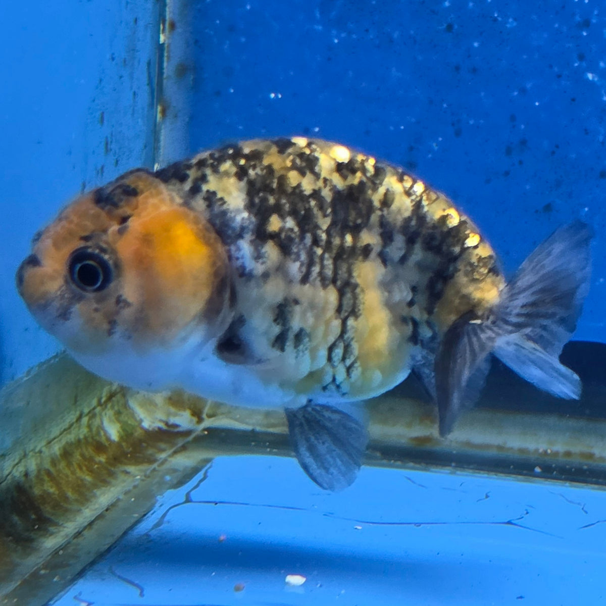 Thai Ranchu Tiger 2.50" Body Female (FEB-867)R2B02