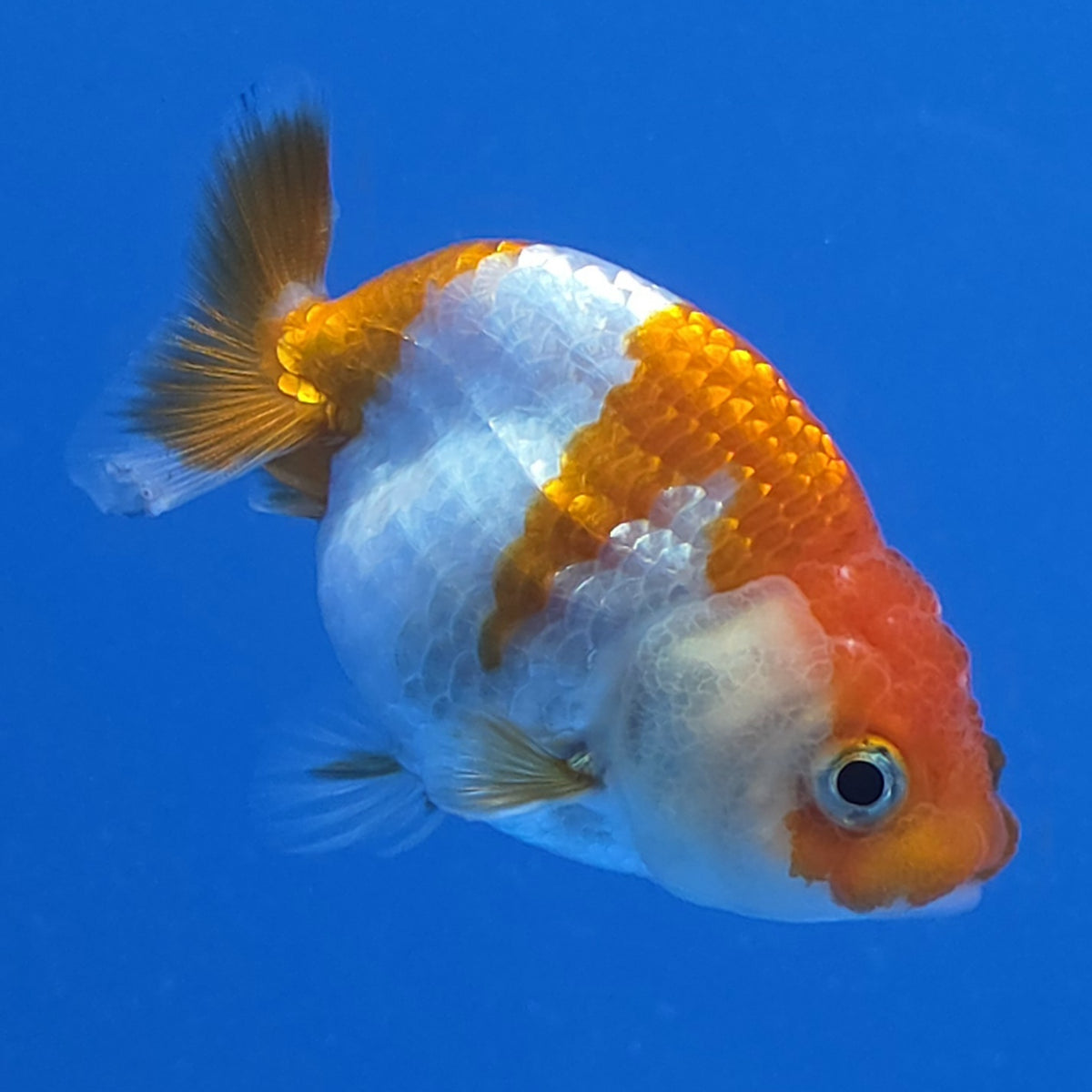 Thai Ranchu 2.50" Body Female (FEB-815)R2B05