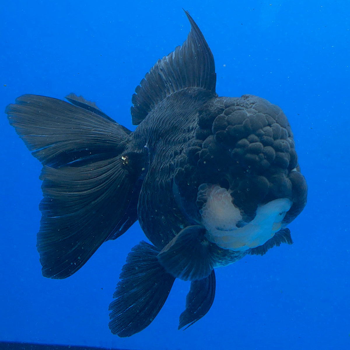 Thai Oranda Super Black 3.5" Body Female (FEB-852)R2A06