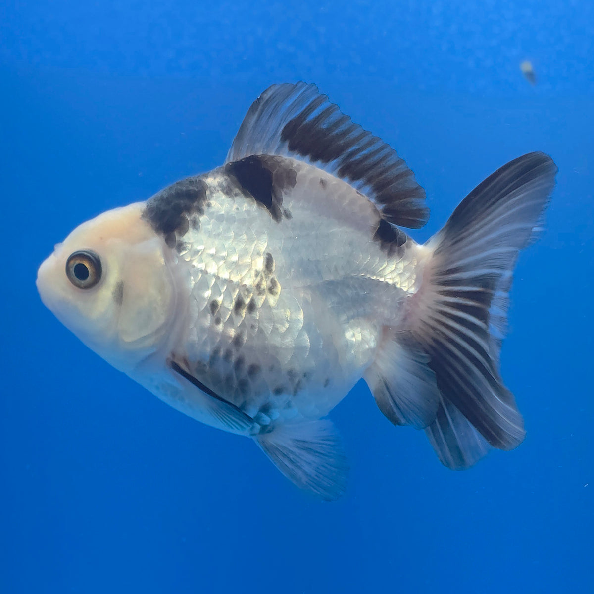Thai Oranda Lemonhead Panda 3.00" Body Female (FEB-788)R1B03
