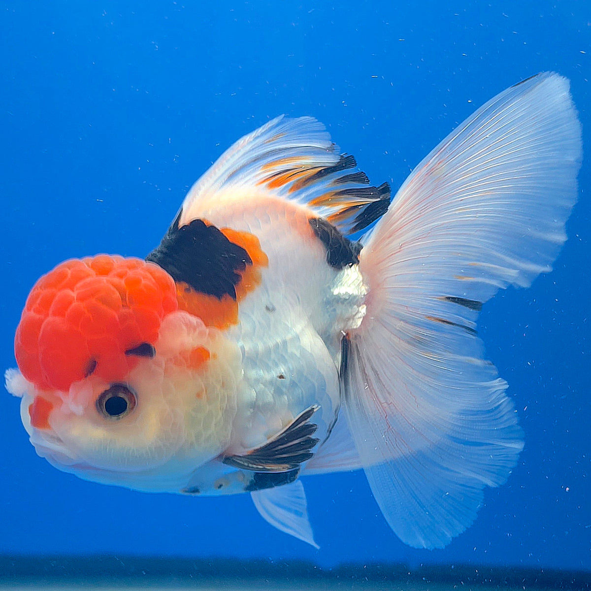 Thai Oranda Red Cap Tri-Color 3.00" Body Female (FEB-806)