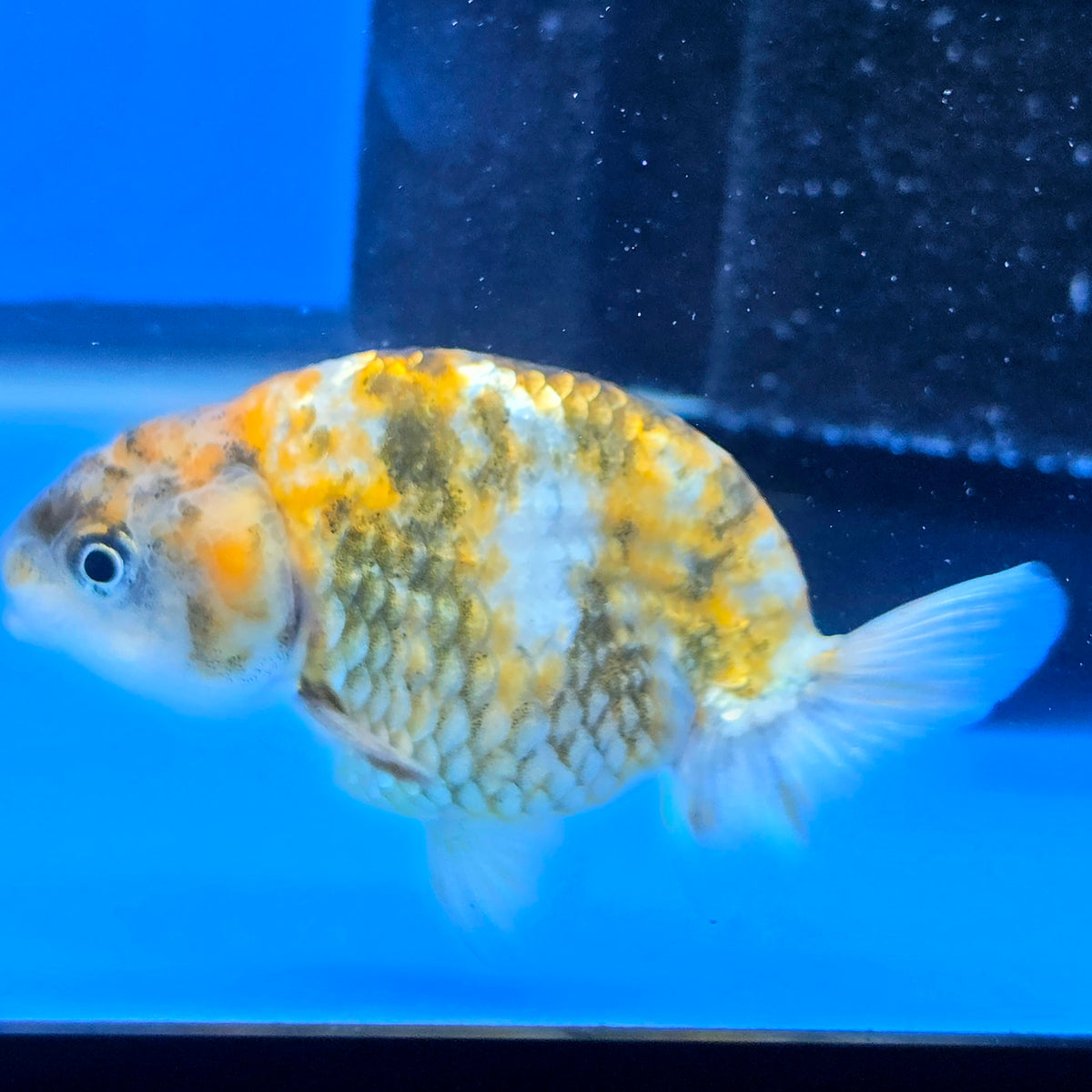 Thai Ranchu Tri Color Tiger 2.50" Body Female (FEB-812)R2B05