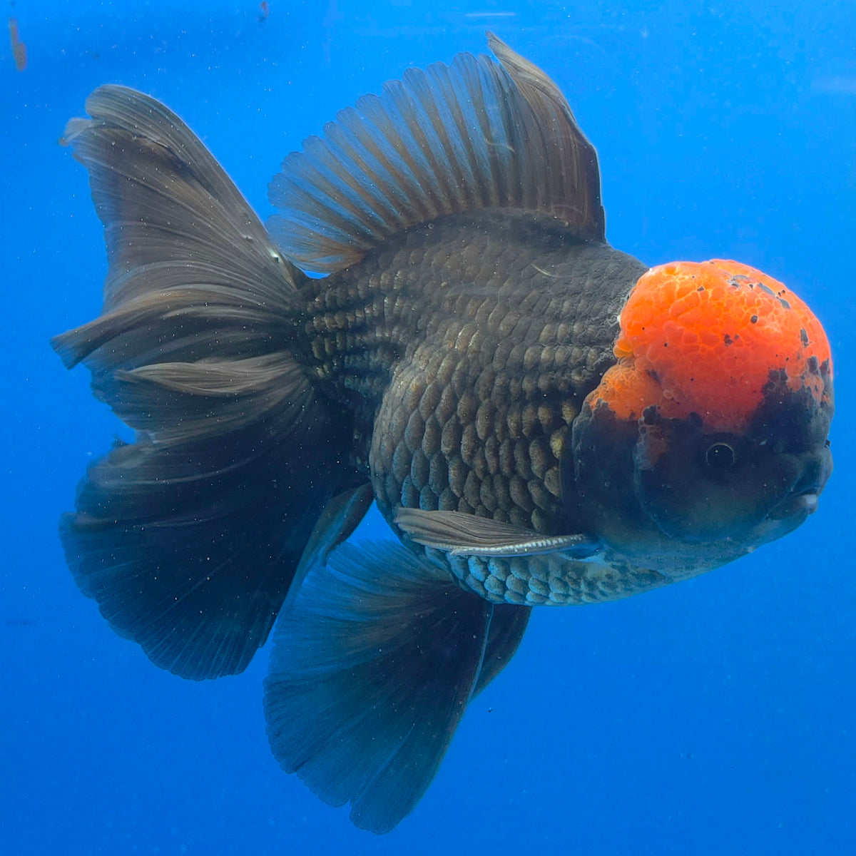 Thai Oranda Jumbo AAA Grade Apache 4.50 inch Body Male(FEB-848)R2A15