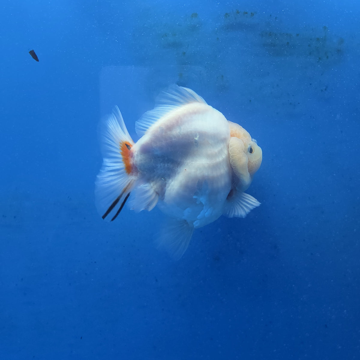 Thai Oranda Red Cap Tri color Sakuda Godzilla 4 inch Body male (G-FEB-113)BlueTubB