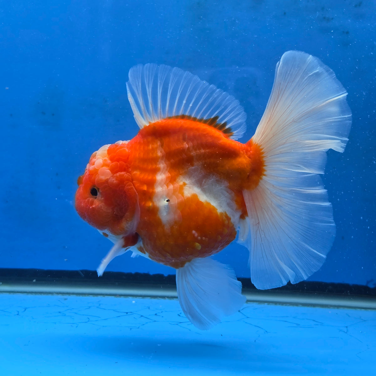 Thai Oranda Red and White Sakura Godzilla 4.5” Orchid Tail Body Female (G-FEB-104)BlueTubB