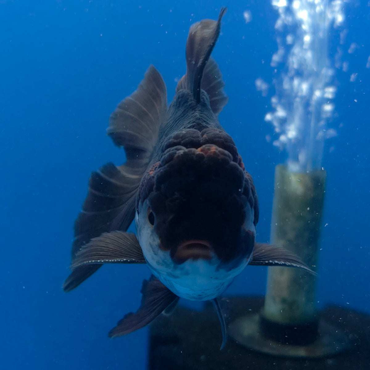 Thai Oranda Red Cap Apache 3.00" Body Male (FEB-794)R1B03