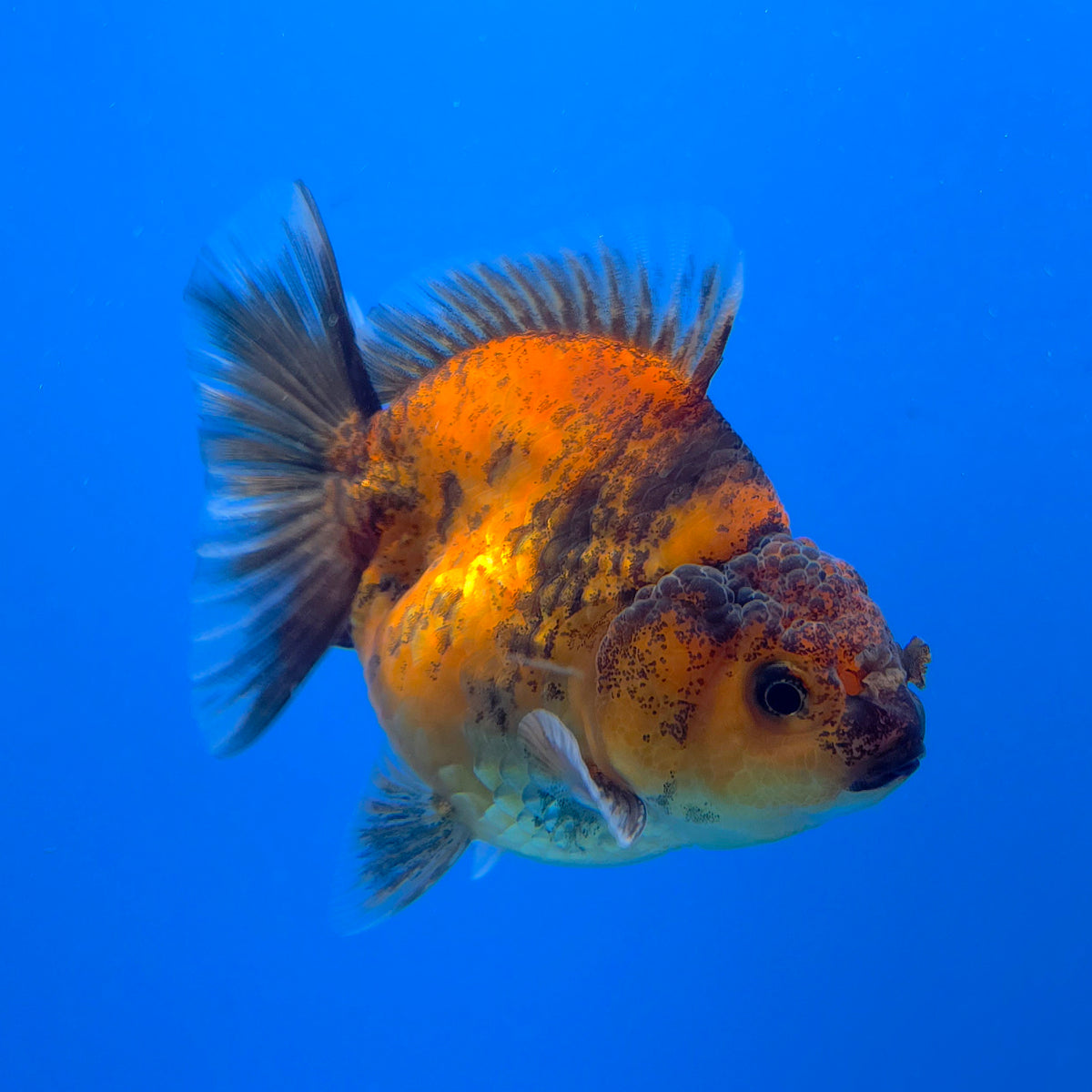 Thai Oranda Calico Sakura Shogun Farm 3" Body Male (FEB-826)R3B19