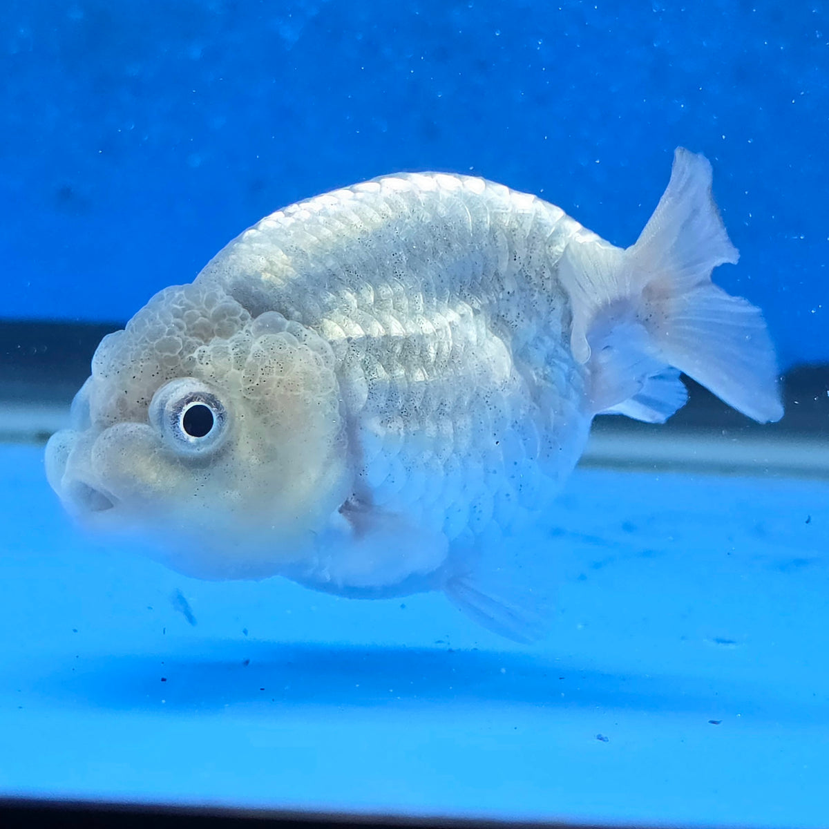 Thai Ranchu Silver 2.30" Body Female (FEB-874)R2B06