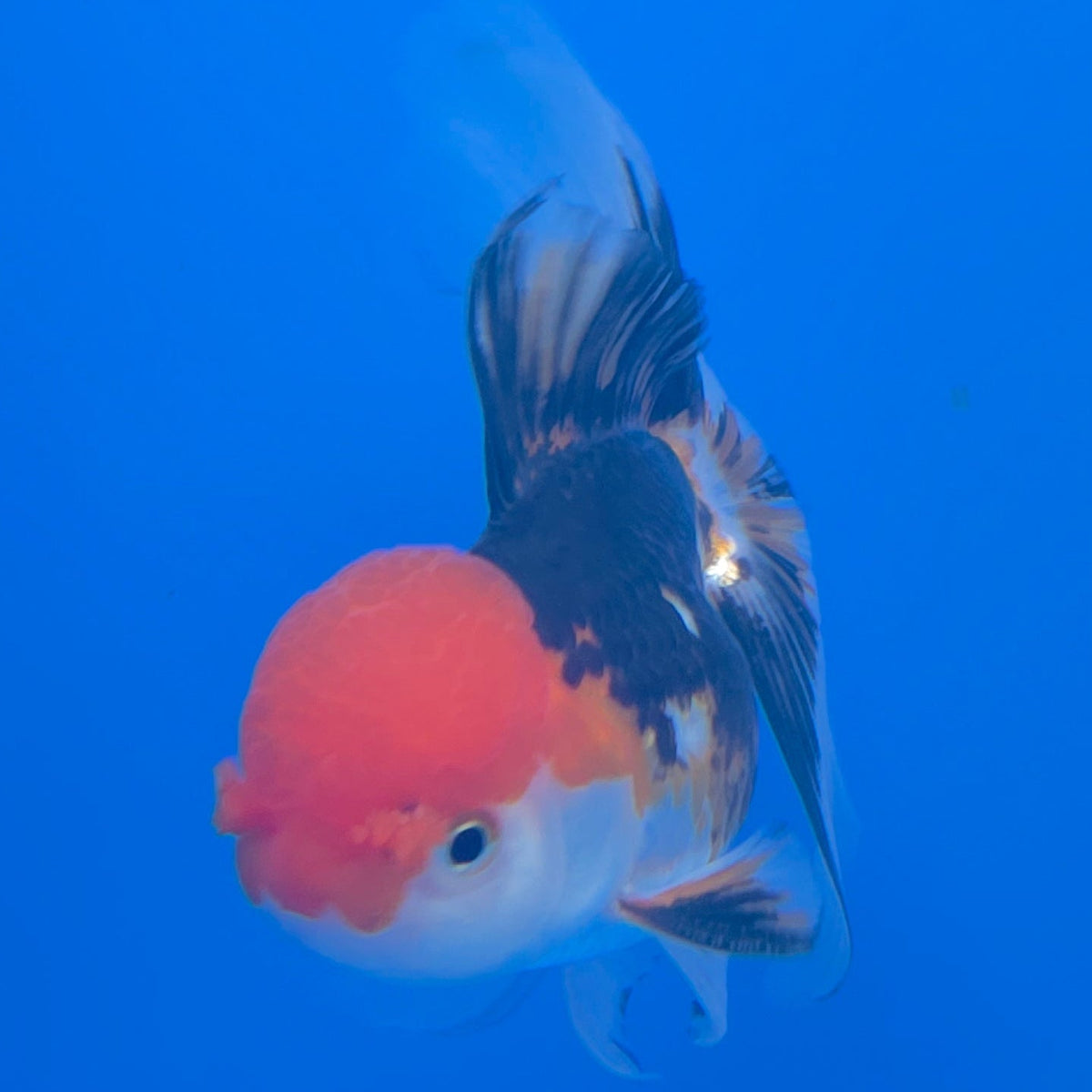 Thai Oranda Red Cap Panda 3.5" Body Female (FEB-774)R2B07