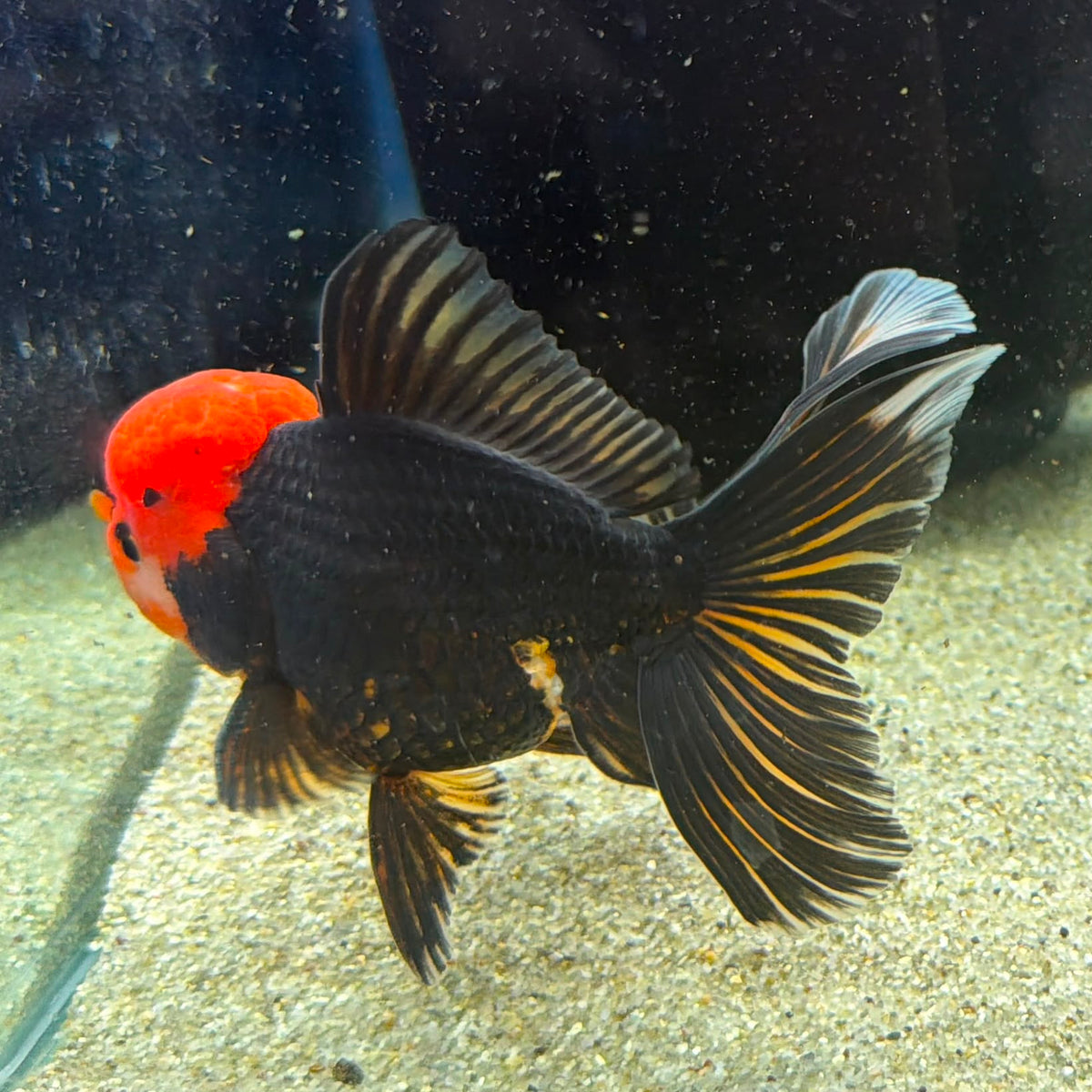 Thai Oranda Apache 3in Female (FEB-497)R2B07