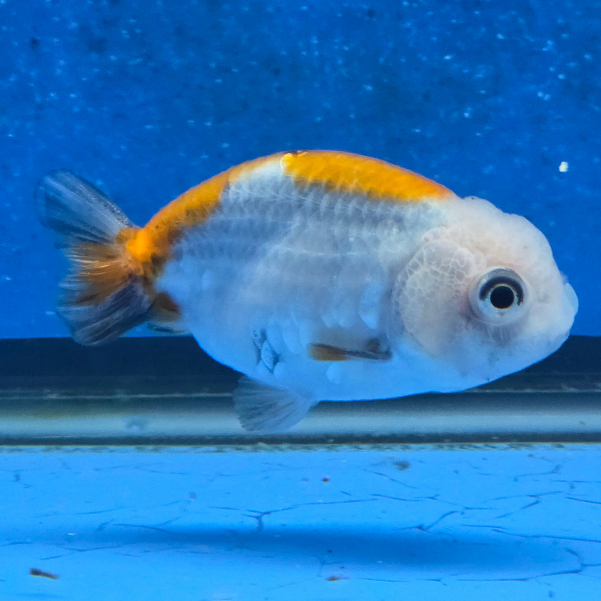 Thai Ranchu Red White Calico 2.00" Body Female (FEB-872)R2B06