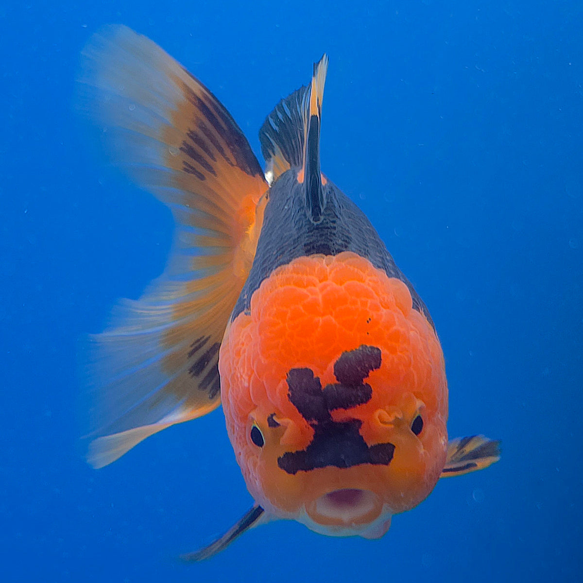Thai Oranda Red Apache 3.80" Body Female (FEB-802)R1B04
